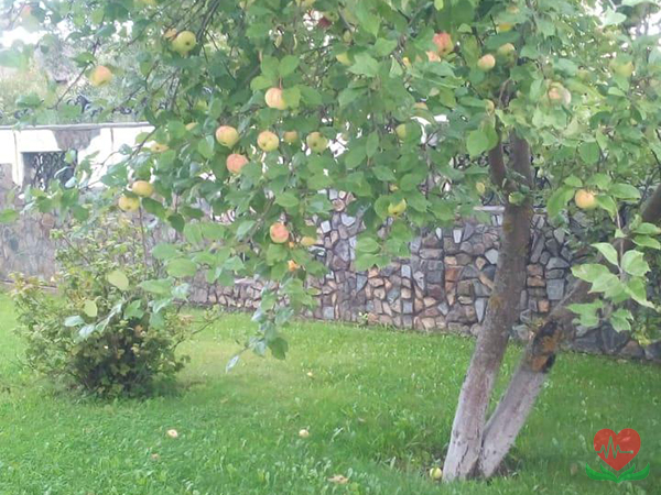 Яблоневый сад в пансионате для пожилых людей в Подмосковье